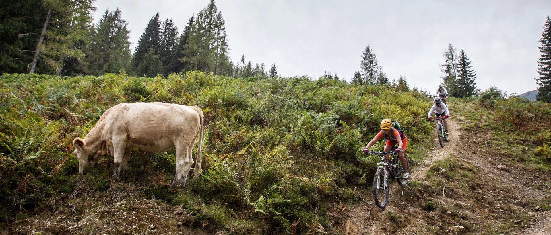 Angerwirt Sommerurlaub Wagrain Kleinarl Salzburger Land